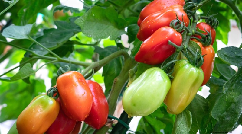 19 Early‑Season Tomato Varieties for a Rapid Harvest