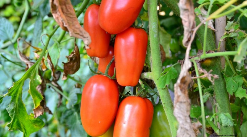 19 Early‑Season Tomato Varieties for a Rapid Harvest