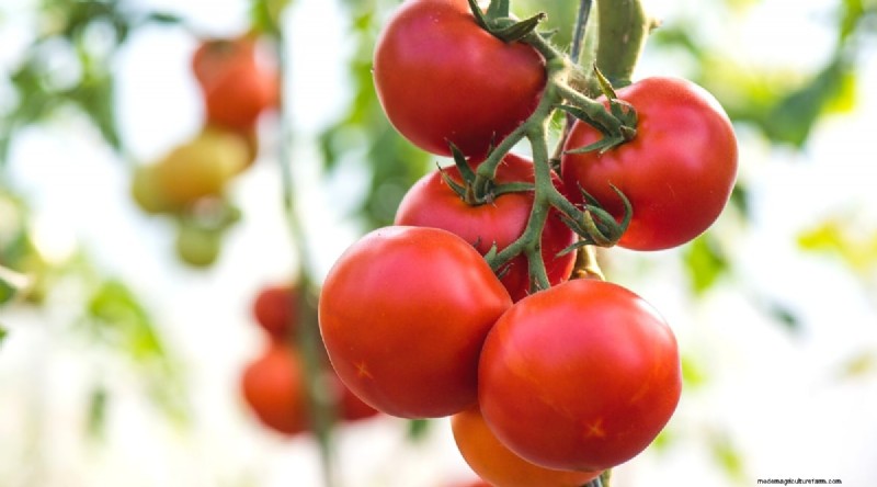 19 Early‑Season Tomato Varieties for a Rapid Harvest