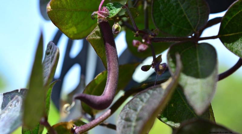 Grow Fresh Green Beans in Containers: A Practical, Expert Guide