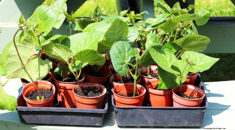 Grow Fresh Green Beans in Containers: A Practical, Expert Guide