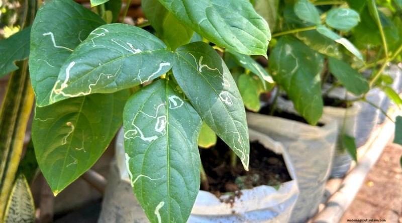 Grow Fresh Green Beans in Containers: A Practical, Expert Guide