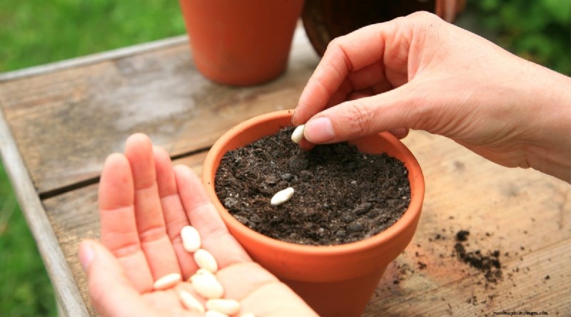 Grow Fresh Green Beans in Containers: A Practical, Expert Guide