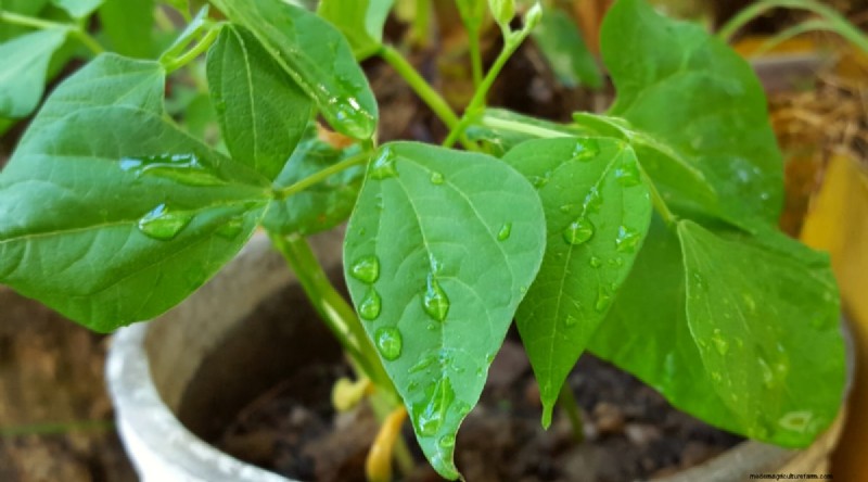 Grow Fresh Green Beans in Containers: A Practical, Expert Guide