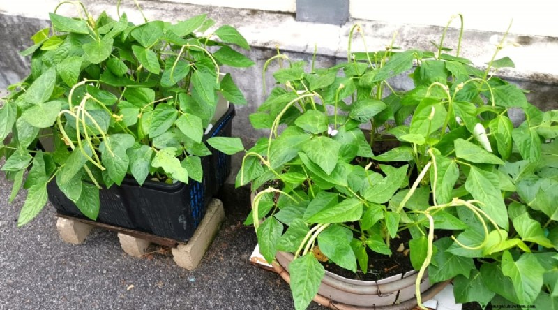 Grow Fresh Green Beans in Containers: A Practical, Expert Guide