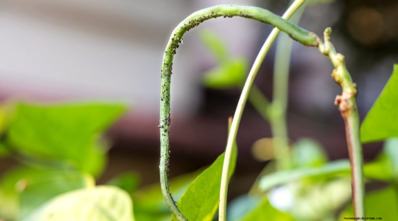 Grow Fresh Green Beans in Containers: A Practical, Expert Guide