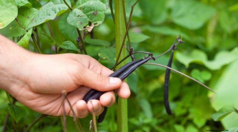 Grow Fresh Green Beans in Containers: A Practical, Expert Guide