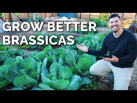 Cabbage Growing Guide: From Seed to Harvest – Fastest Growth and Timelines