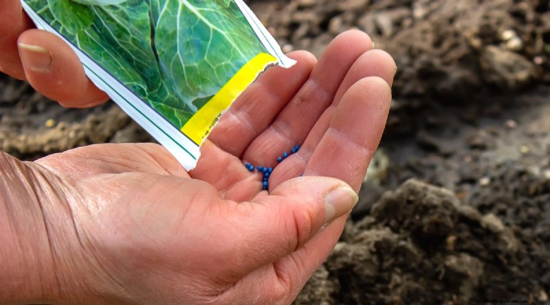 Cabbage Growing Guide: From Seed to Harvest – Fastest Growth and Timelines