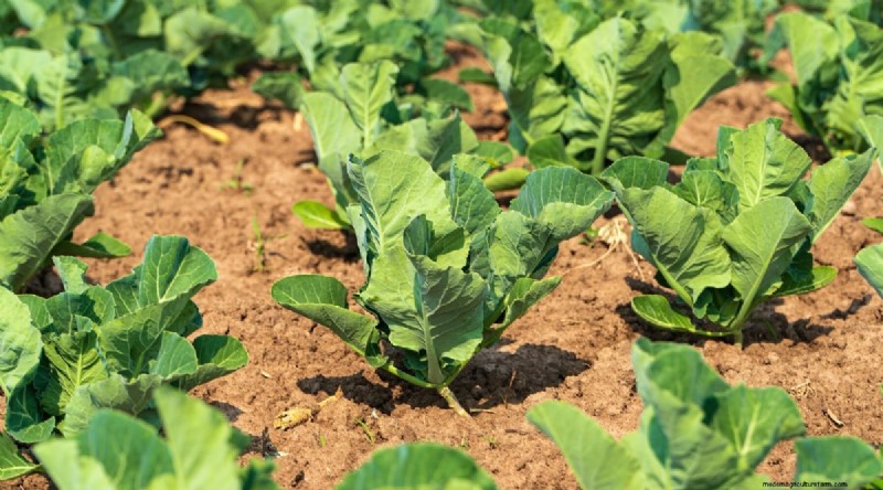 Cabbage Growing Guide: From Seed to Harvest – Fastest Growth and Timelines