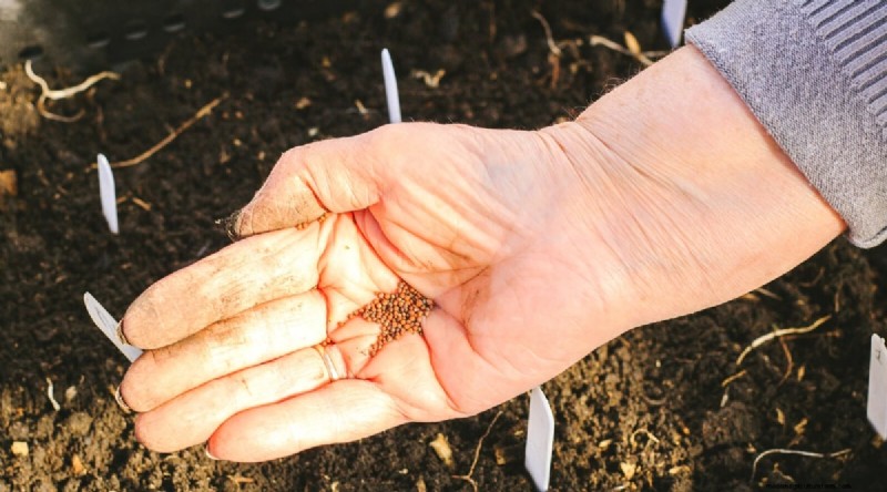 Cabbage Growing Guide: From Seed to Harvest – Fastest Growth and Timelines