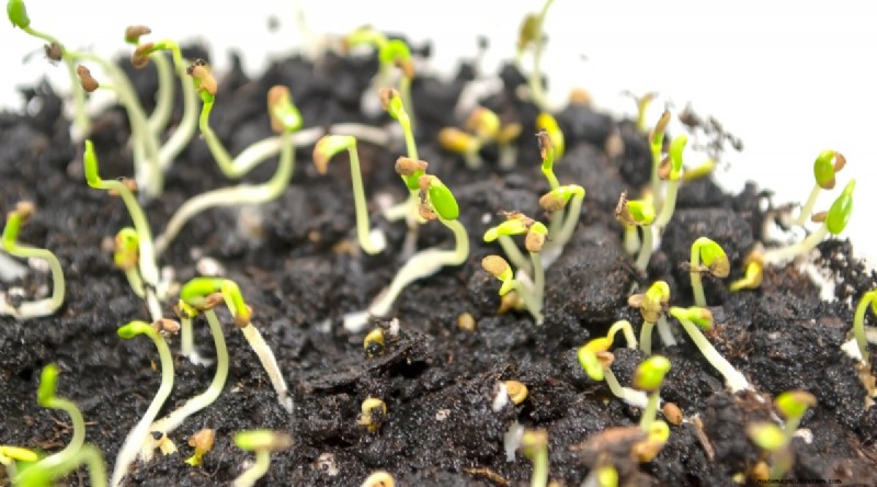 Cabbage Growing Guide: From Seed to Harvest – Fastest Growth and Timelines