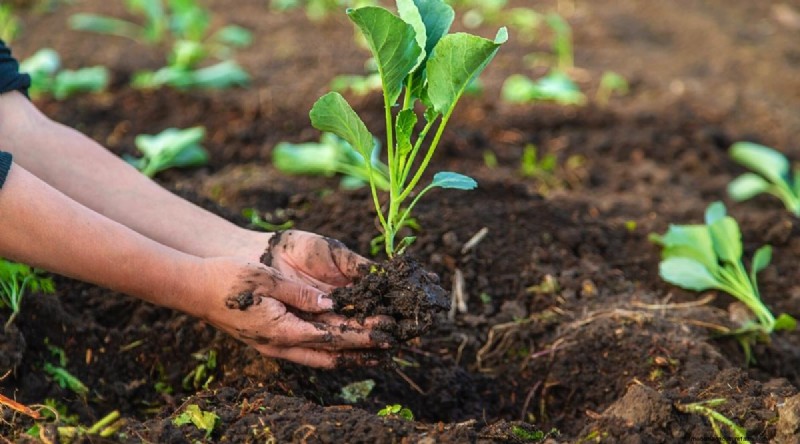 Cabbage Growing Guide: From Seed to Harvest – Fastest Growth and Timelines