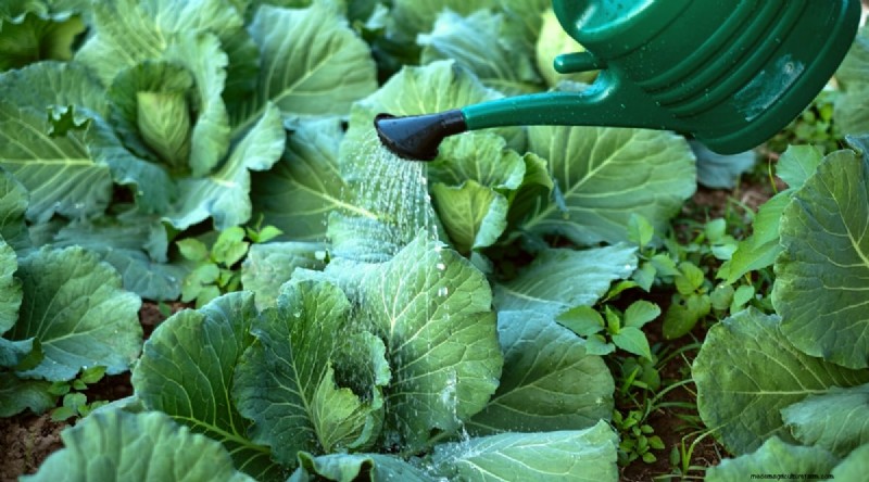 Cabbage Growing Guide: From Seed to Harvest – Fastest Growth and Timelines
