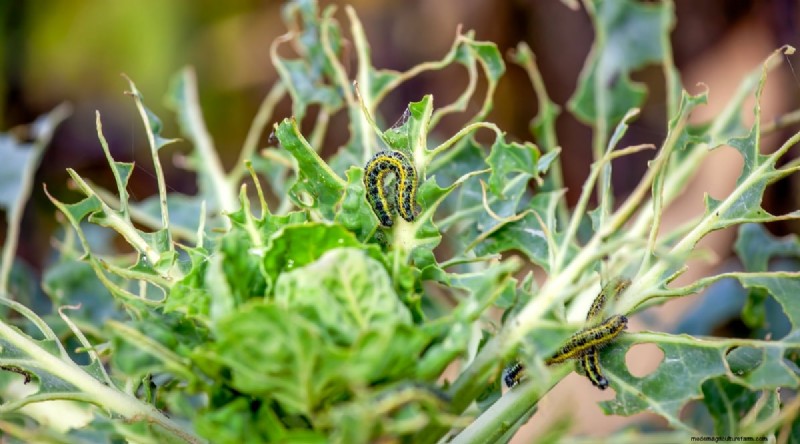 Cabbage Growing Guide: From Seed to Harvest – Fastest Growth and Timelines