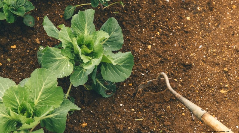 Cabbage Growing Guide: From Seed to Harvest – Fastest Growth and Timelines