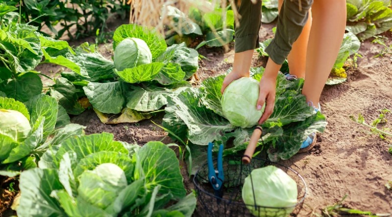 Cabbage Growing Guide: From Seed to Harvest – Fastest Growth and Timelines