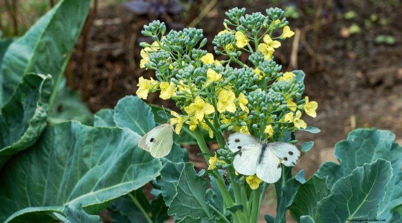 Cabbage Growing Guide: From Seed to Harvest – Fastest Growth and Timelines