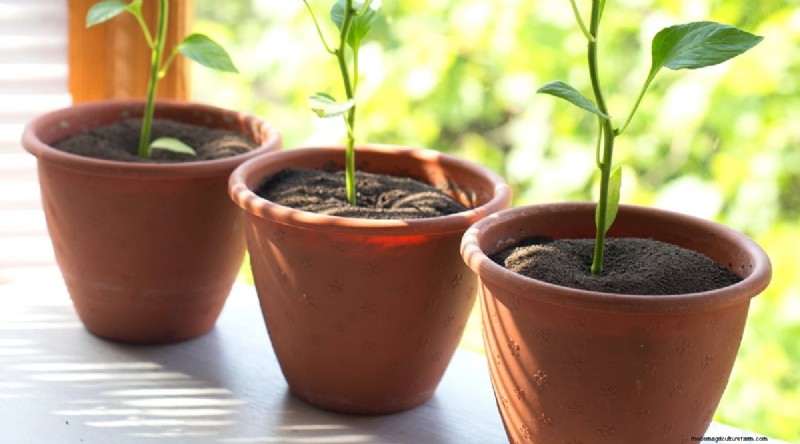 Container Gardening: Expert Tips for Growing Vibrant Pepper Plants