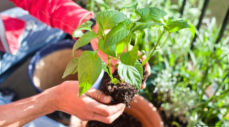 Container Gardening: Expert Tips for Growing Vibrant Pepper Plants