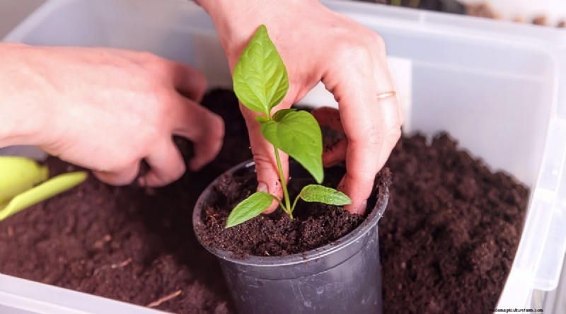 Container Gardening: Expert Tips for Growing Vibrant Pepper Plants