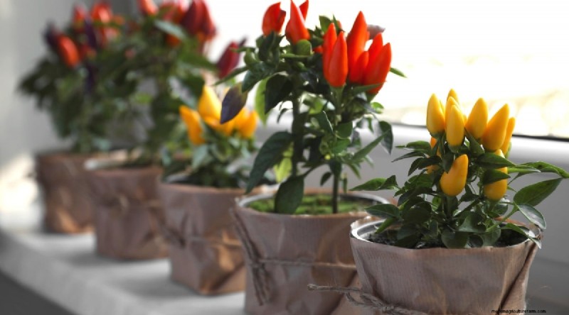 Container Gardening: Expert Tips for Growing Vibrant Pepper Plants