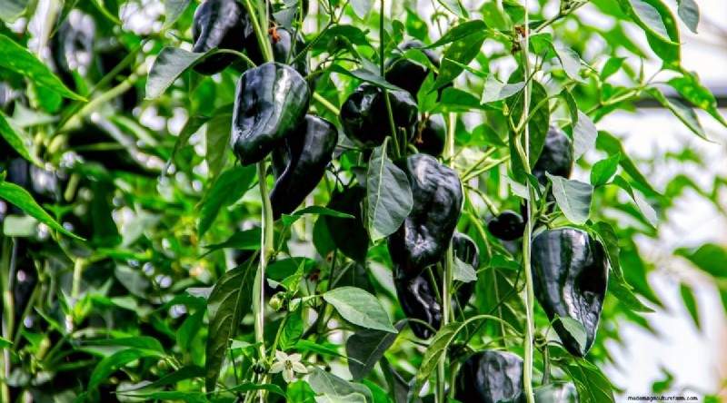 Container Gardening: Expert Tips for Growing Vibrant Pepper Plants