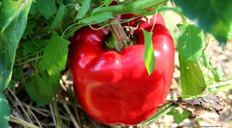 Container Gardening: Expert Tips for Growing Vibrant Pepper Plants