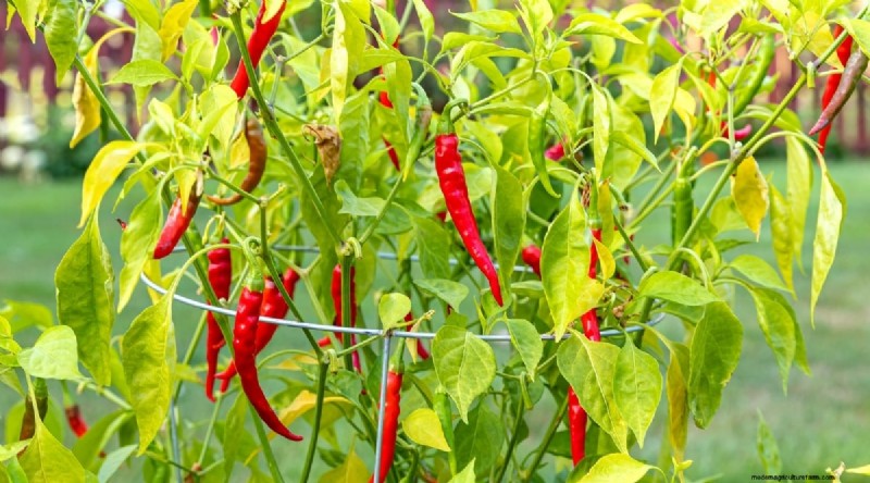 Container Gardening: Expert Tips for Growing Vibrant Pepper Plants