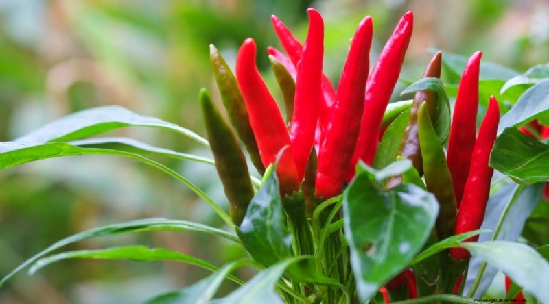 Container Gardening: Expert Tips for Growing Vibrant Pepper Plants