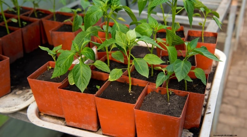 Container Gardening: Expert Tips for Growing Vibrant Pepper Plants