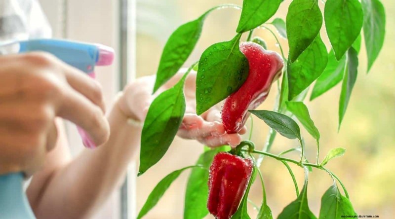 Container Gardening: Expert Tips for Growing Vibrant Pepper Plants