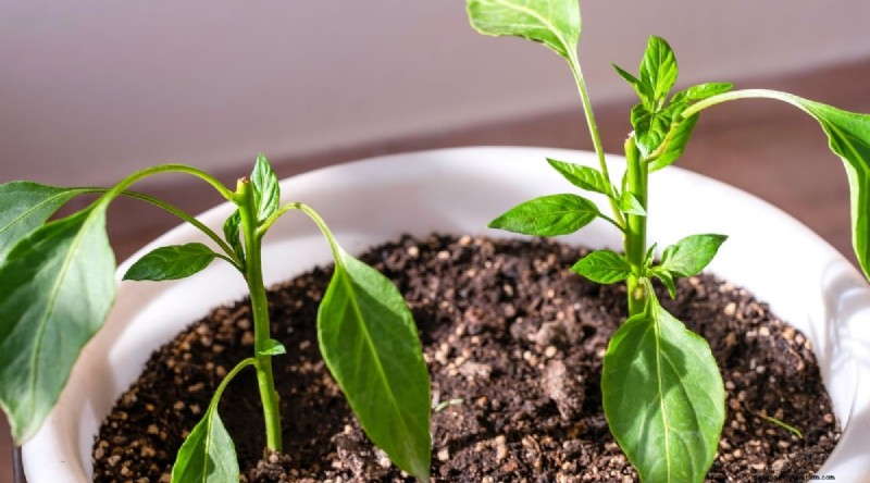 Container Gardening: Expert Tips for Growing Vibrant Pepper Plants