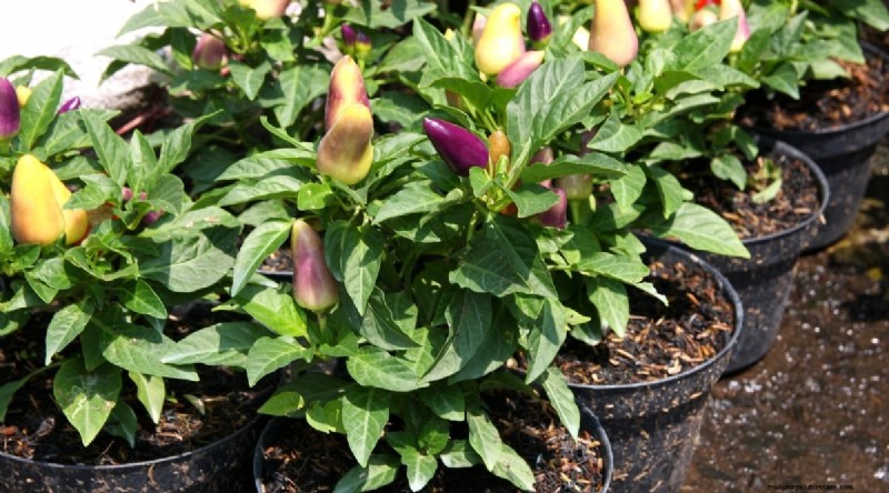 Container Gardening: Expert Tips for Growing Vibrant Pepper Plants