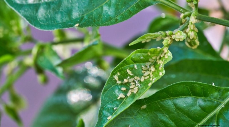 Container Gardening: Expert Tips for Growing Vibrant Pepper Plants