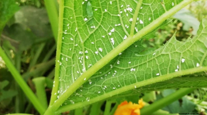 Container Gardening: Expert Tips for Growing Vibrant Pepper Plants