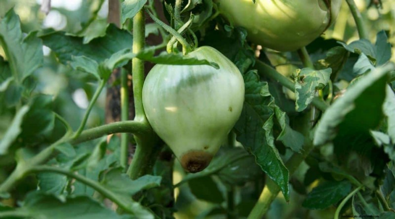 Container Gardening: Expert Tips for Growing Vibrant Pepper Plants