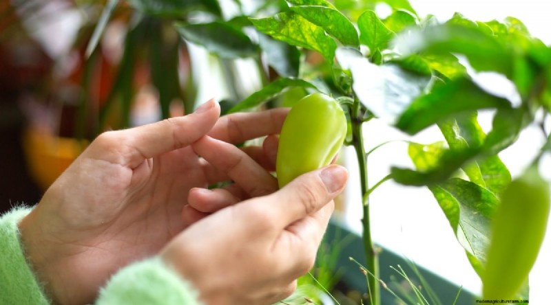 Container Gardening: Expert Tips for Growing Vibrant Pepper Plants