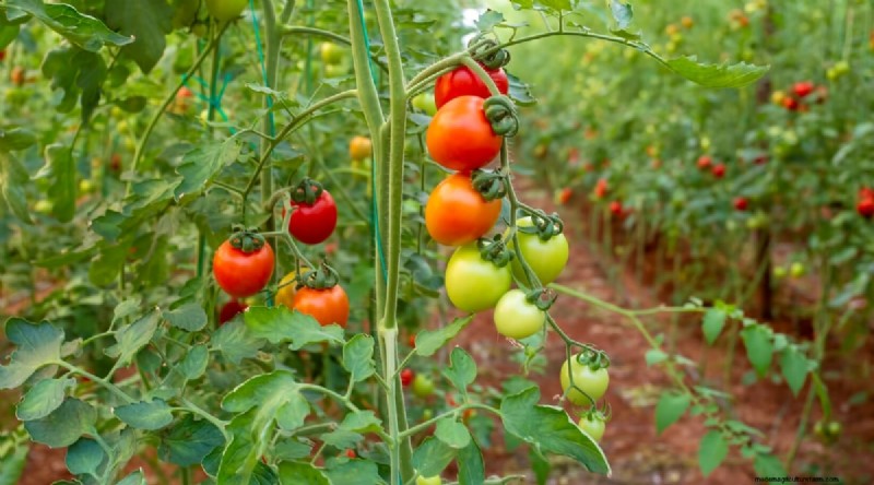 Tomatoes and Carrots: A Proven Companion Planting Pair