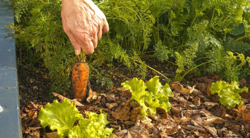 Tomatoes and Carrots: A Proven Companion Planting Pair