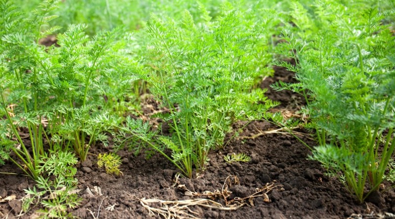 Tomatoes and Carrots: A Proven Companion Planting Pair