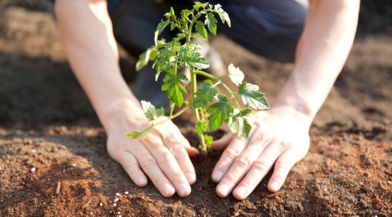 Tomatoes and Carrots: A Proven Companion Planting Pair