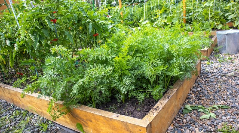 Tomatoes and Carrots: A Proven Companion Planting Pair