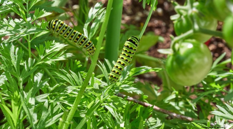 Tomatoes and Carrots: A Proven Companion Planting Pair