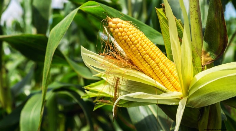 Direct‑Sow Success: 9 Must‑Plant Fruits & Vegetables for May