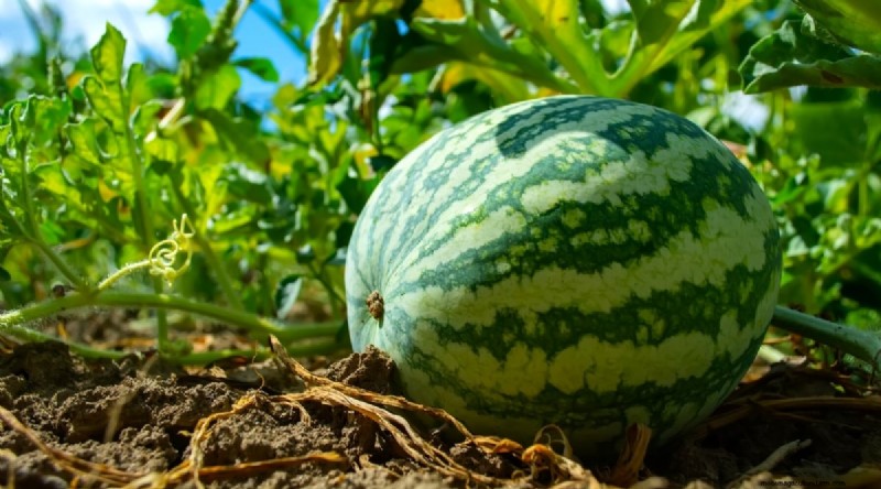 Direct‑Sow Success: 9 Must‑Plant Fruits & Vegetables for May