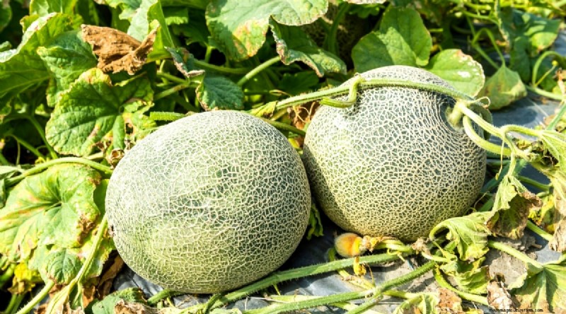 Direct‑Sow Success: 9 Must‑Plant Fruits & Vegetables for May