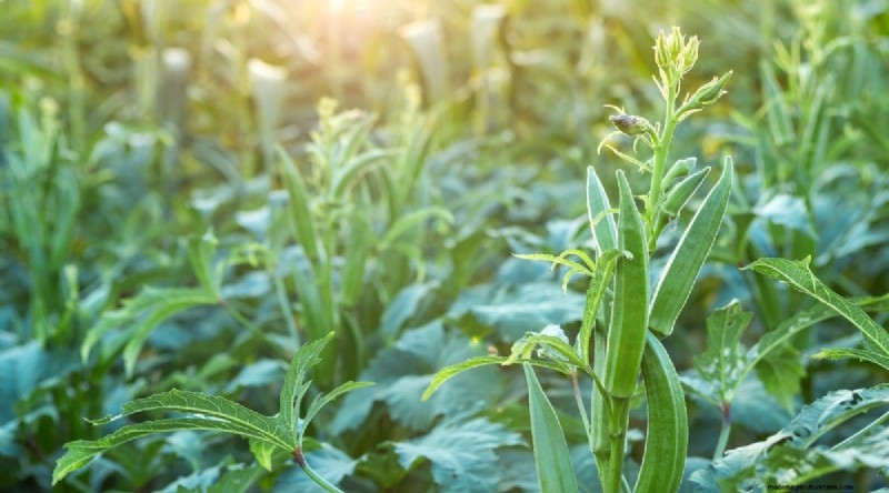 Direct‑Sow Success: 9 Must‑Plant Fruits & Vegetables for May