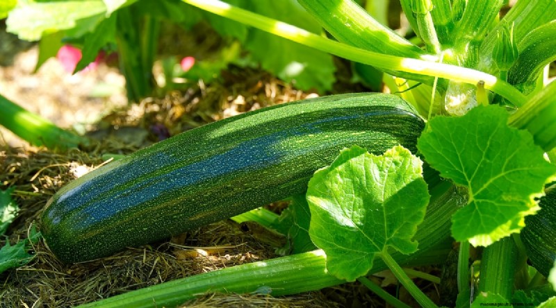 Direct‑Sow Success: 9 Must‑Plant Fruits & Vegetables for May