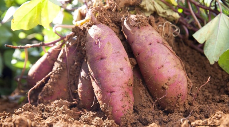 Direct‑Sow Success: 9 Must‑Plant Fruits & Vegetables for May